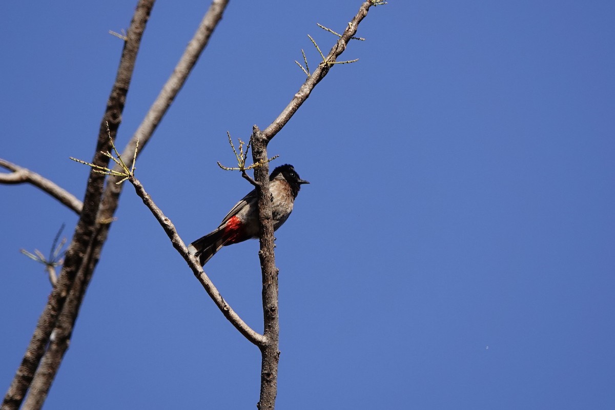 Red-vented Bulbul - ML632248916