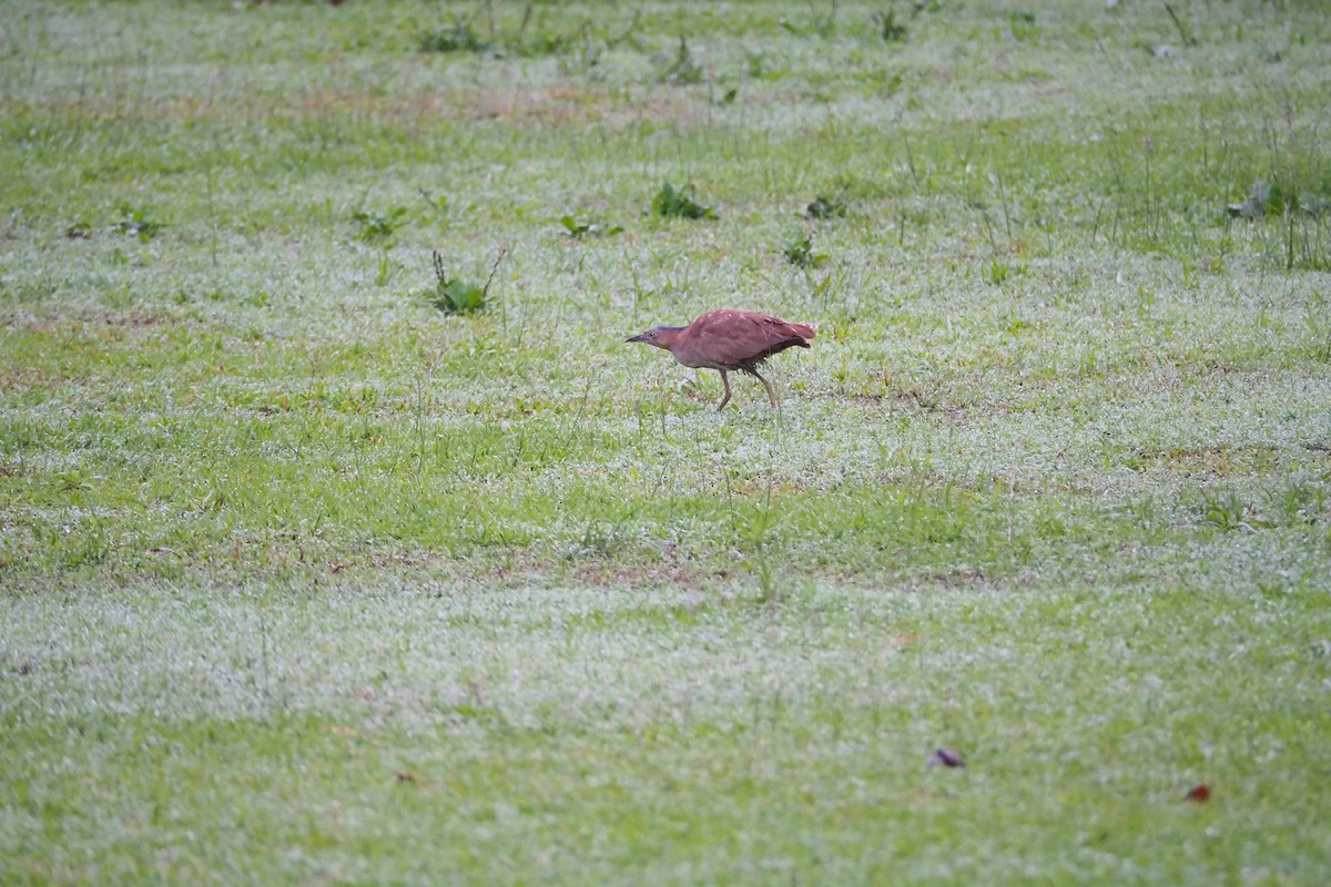 Malayan Night Heron - ML632249048
