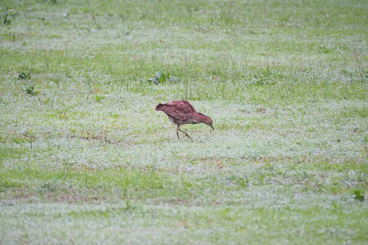 Malayan Night Heron - ML632249049