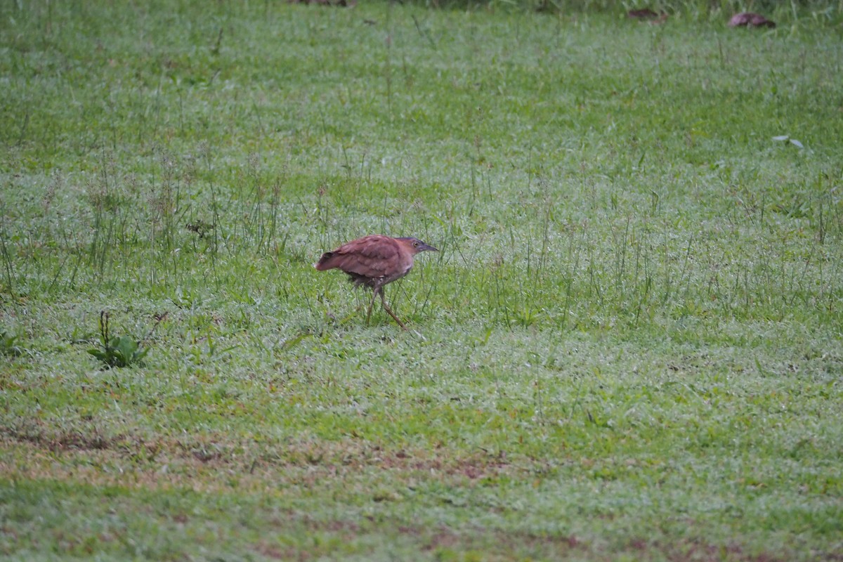 Malayan Night Heron - ML632249050