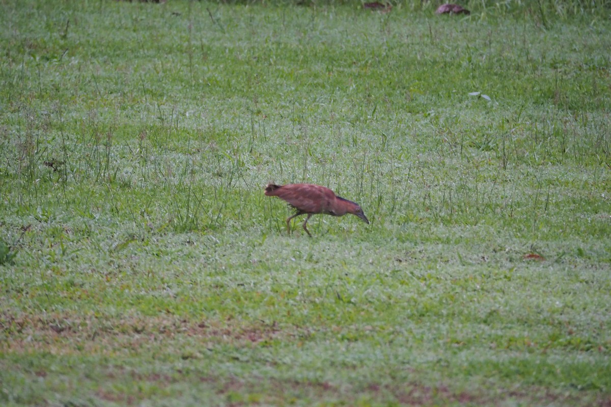 Malayan Night Heron - ML632249051