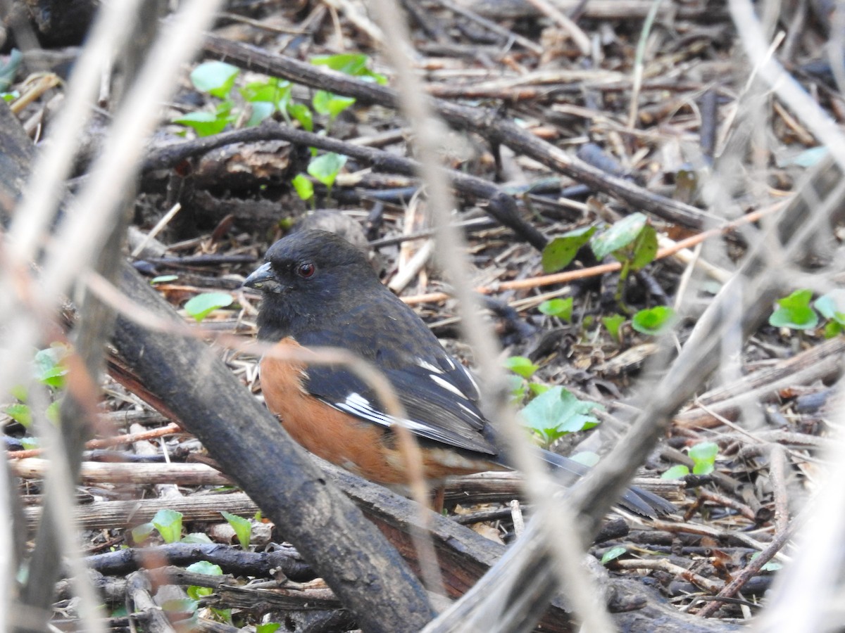 Eastern Towhee - ML632249235