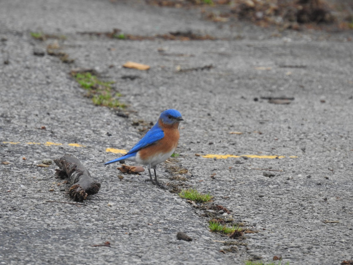 Eastern Bluebird - ML632249256