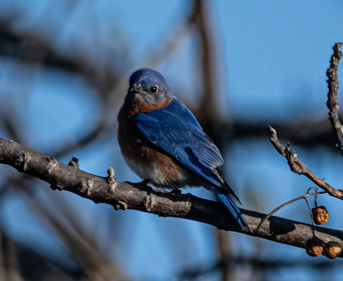 Eastern Bluebird - ML632249560