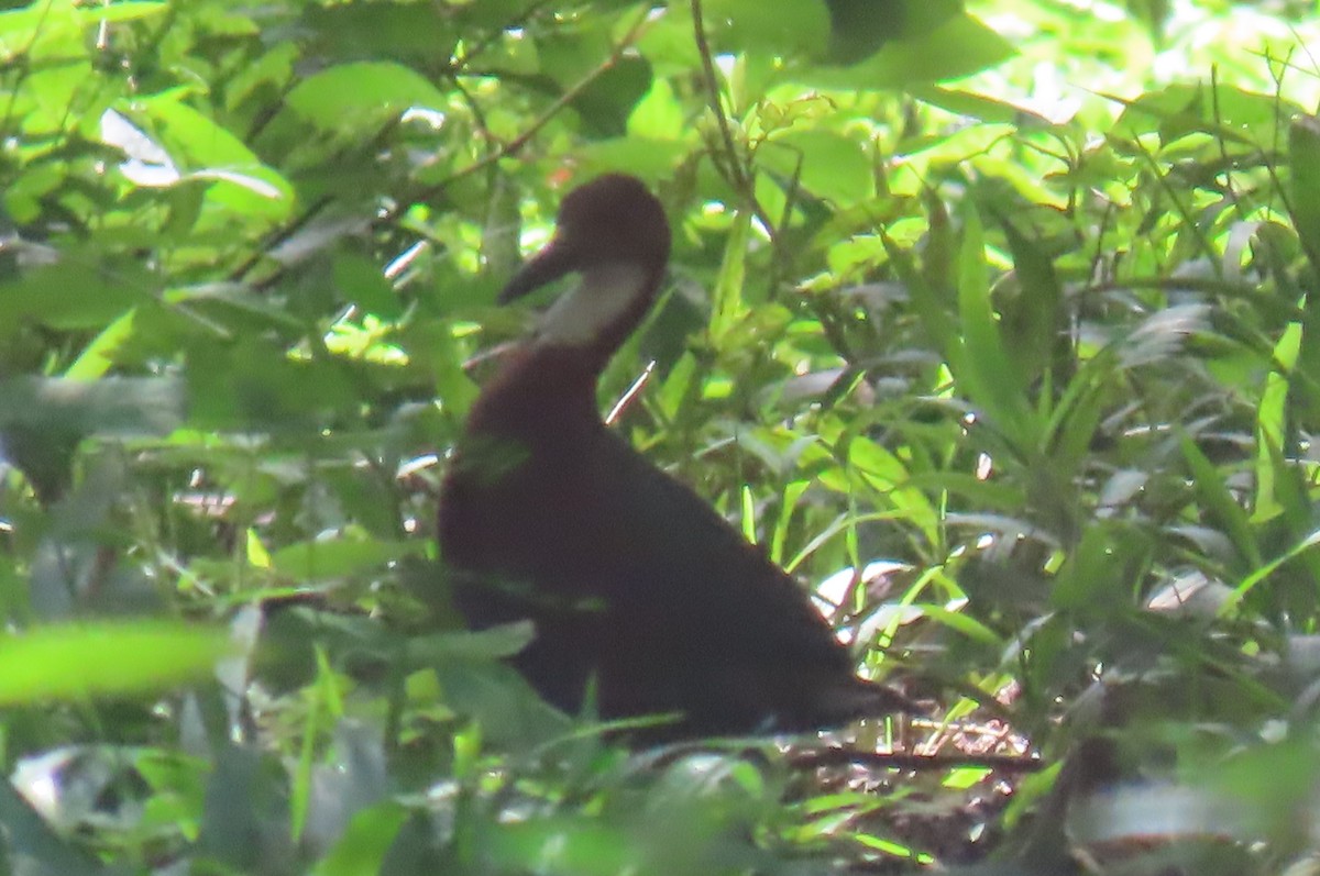 White-throated Rail - ML632249661