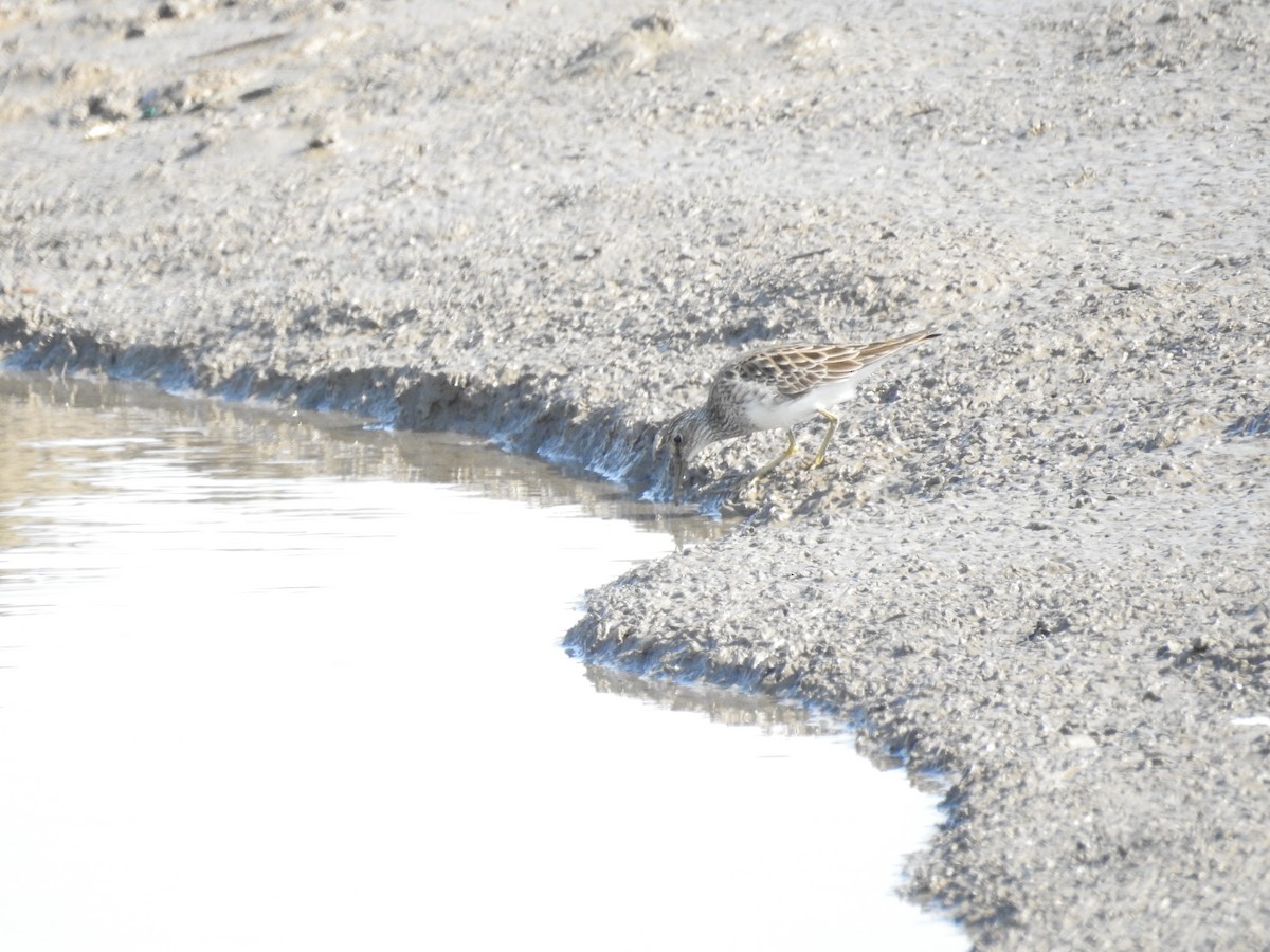 Pectoral Sandpiper - ML632249761