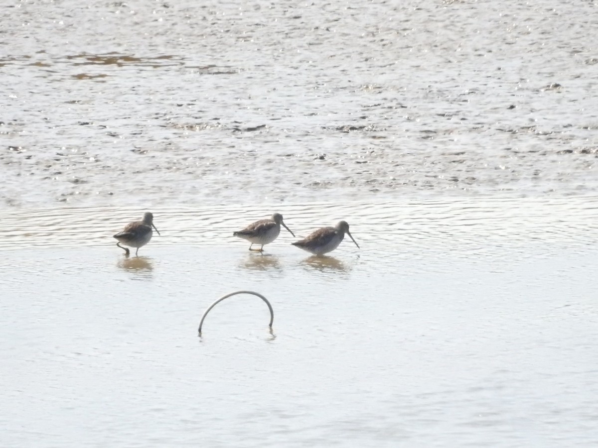 Long-billed Dowitcher - ML632249773