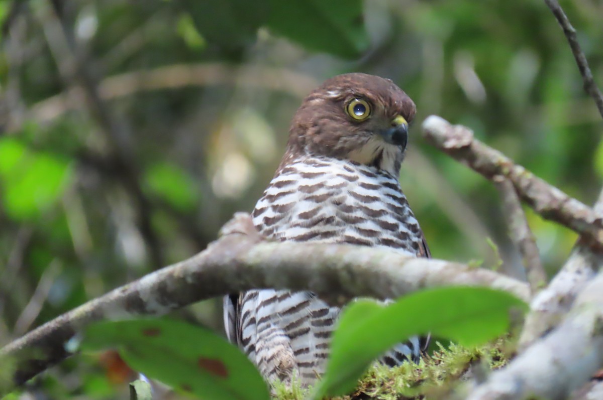 Frances's Sparrowhawk - ML632249776