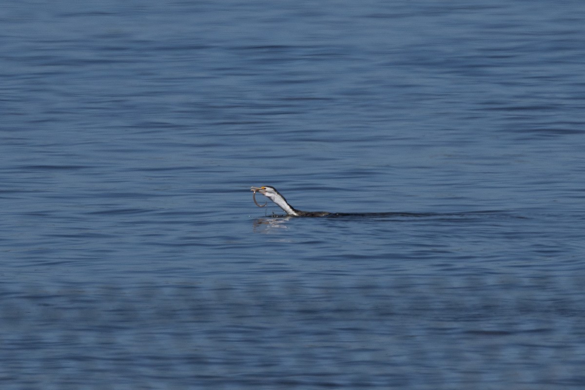Pied Cormorant - ML632249854