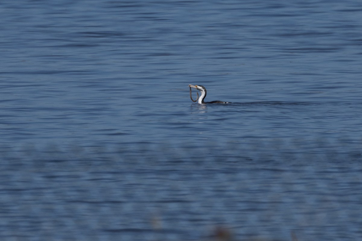 Pied Cormorant - ML632249855