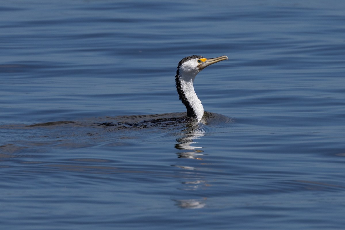 Pied Cormorant - ML632249856