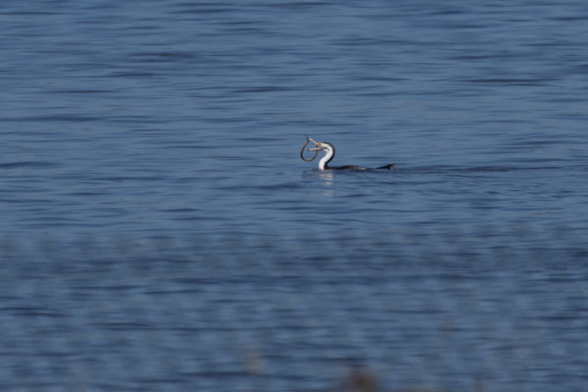Pied Cormorant - ML632249857