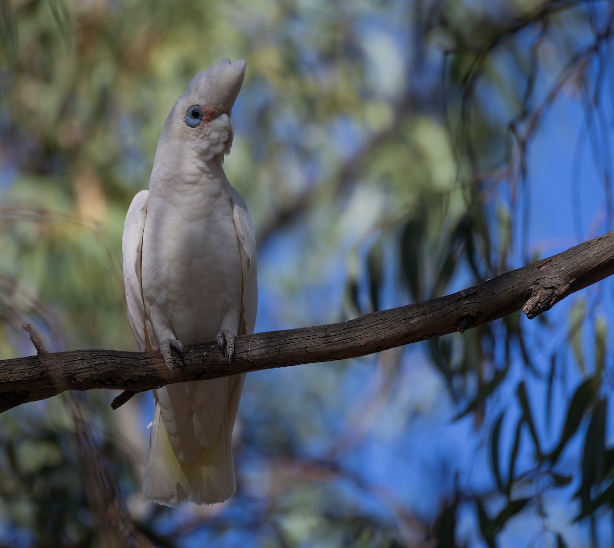 Little Corella - ML632249986