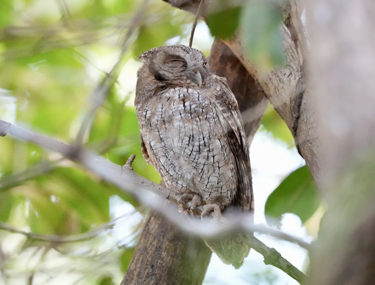 Tropical Screech-Owl - ML632250173
