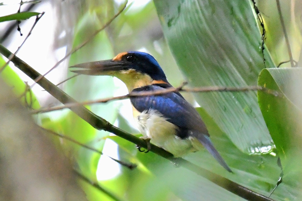 Rufous-lored Kingfisher - ML632250175