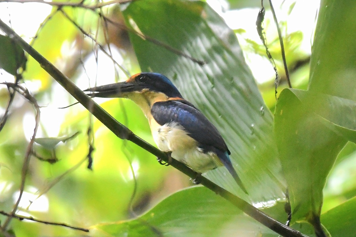 Rufous-lored Kingfisher - ML632250177