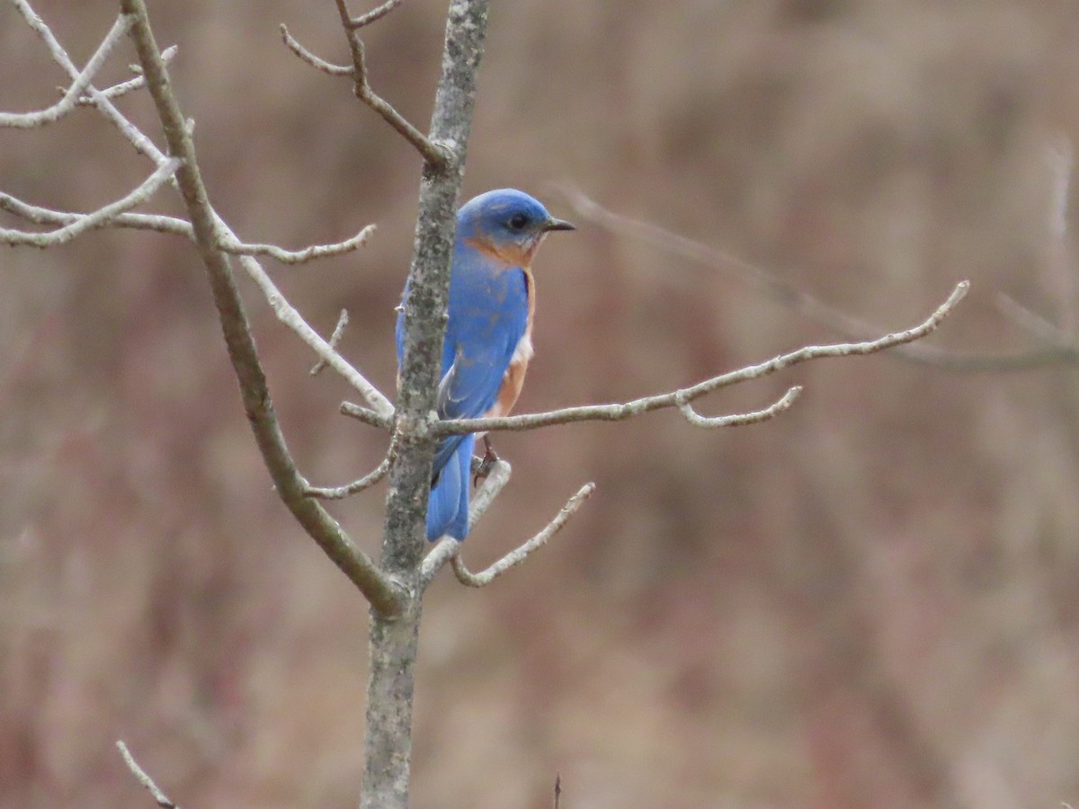 Eastern Bluebird (Eastern) - ML632250217