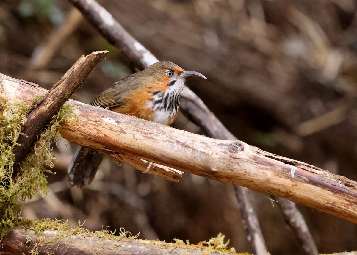Black-streaked Scimitar-Babbler - ML632250223