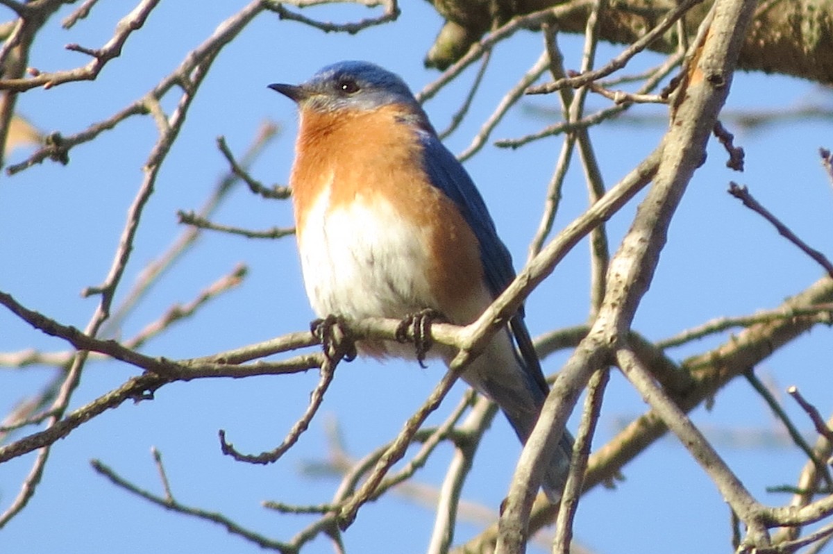 Eastern Bluebird - ML632250315