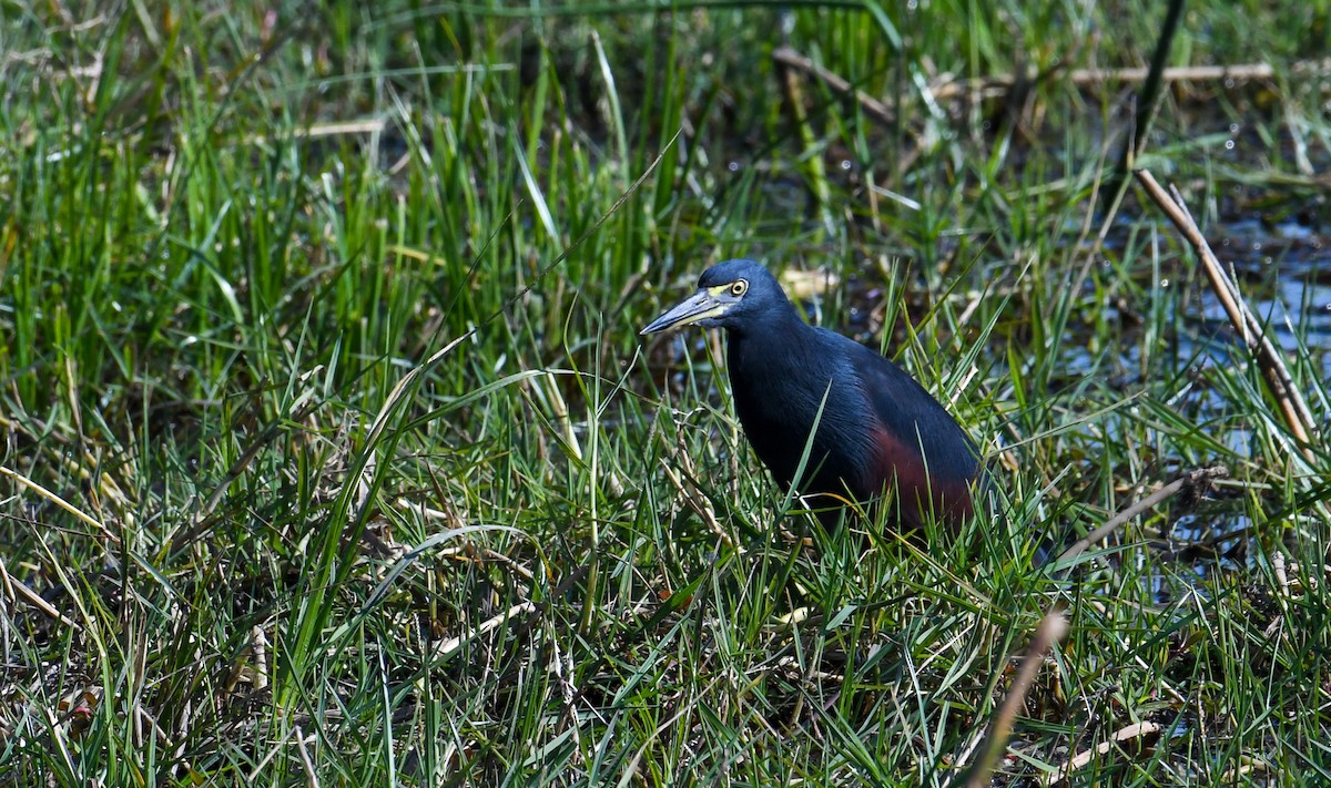 クロアマサギ - ML632250448
