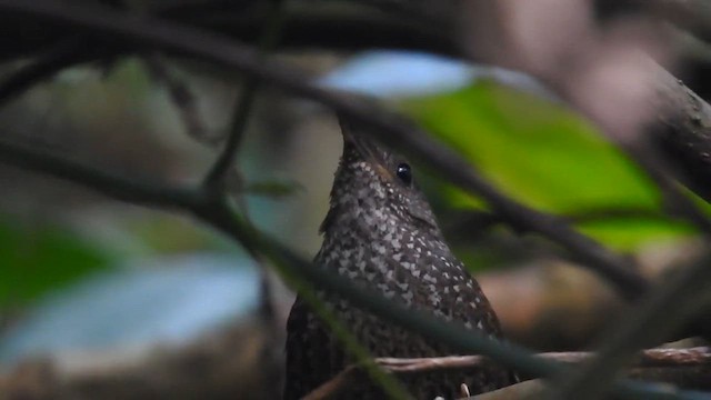 Spotted Elachura - ML632250505