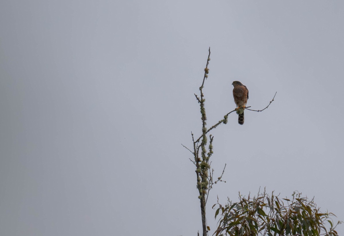 Sharp-shinned Hawk - Frederico Crema Leis