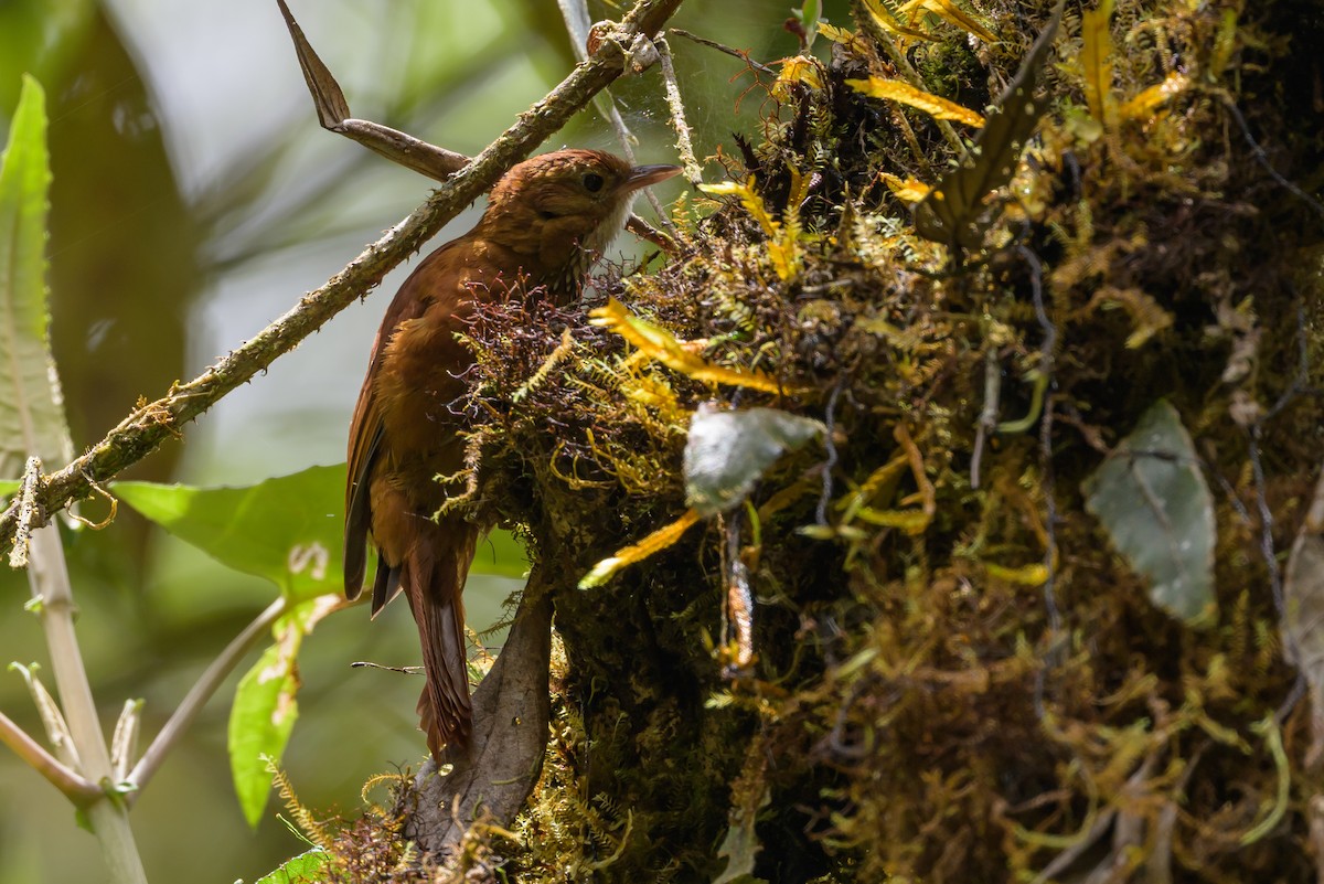 Fulvous-dotted Treerunner - ML632250616