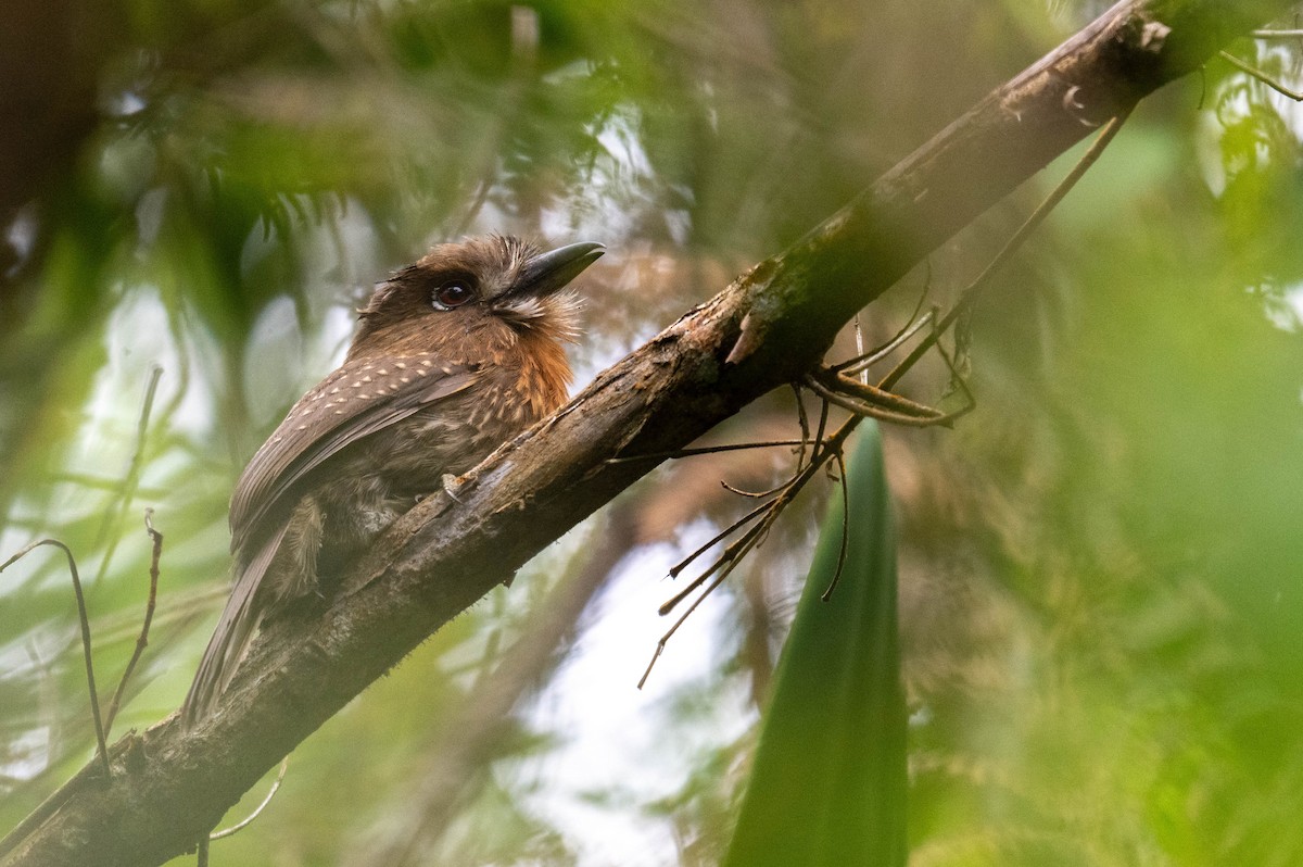 Moustached Puffbird - Frederico Crema Leis
