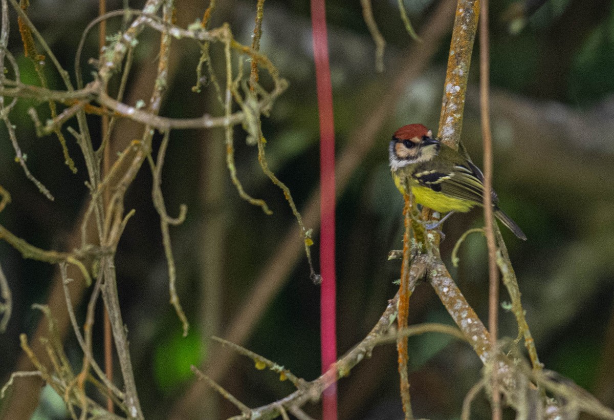 Rufous-crowned Tody-Flycatcher - Frederico Crema Leis