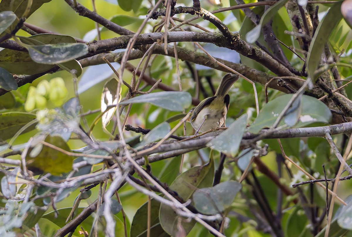 Bay-ringed Tyrannulet - ML632250970