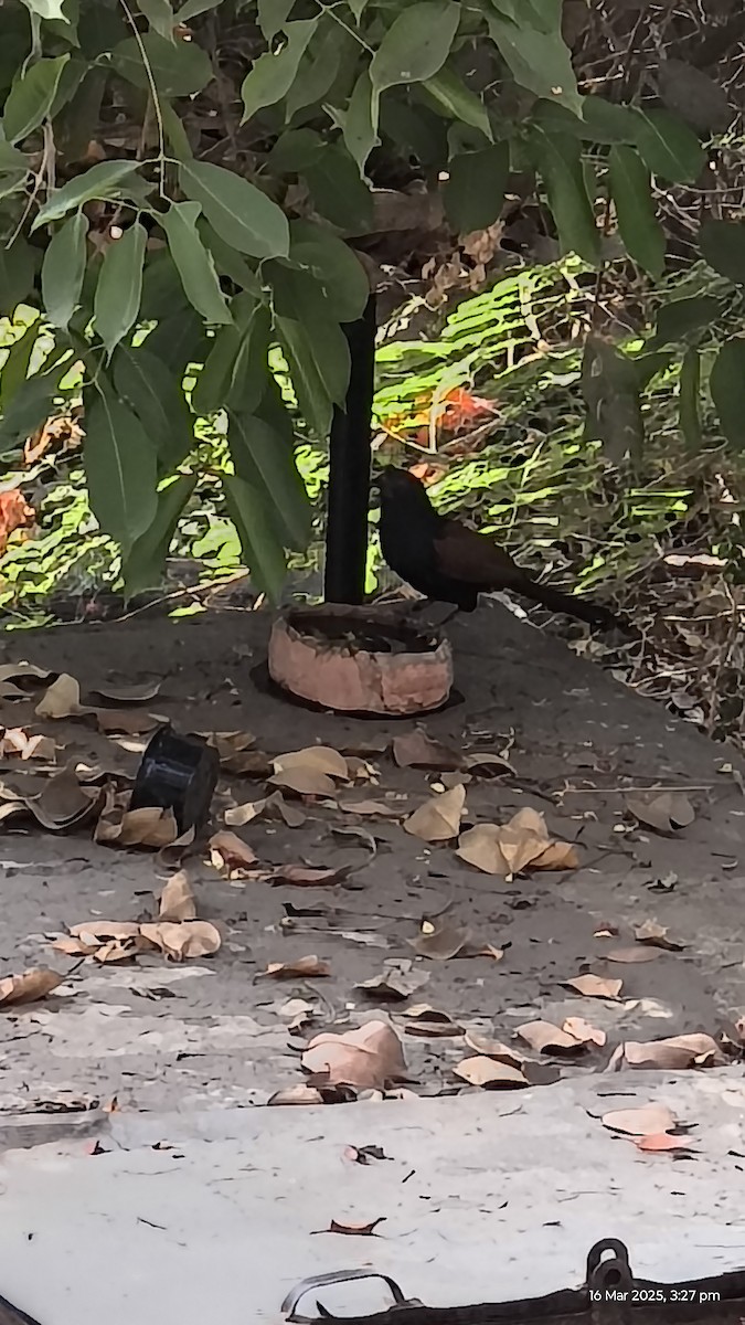 kukačka vraní - ML632251023