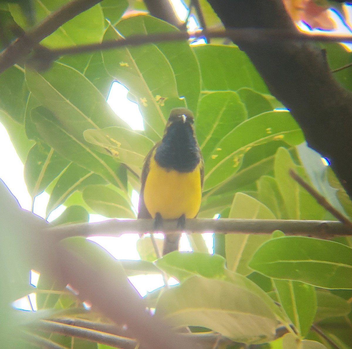 Sahul Sunbird - ML632251026