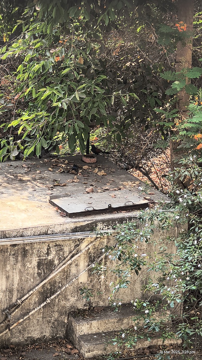 kukačka vraní - ML632251027