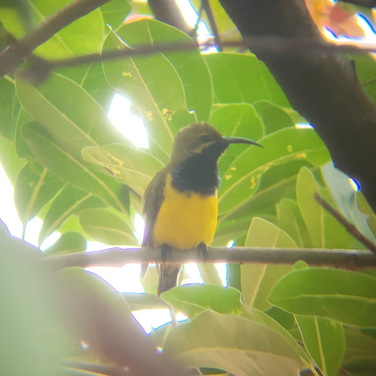 Sahul Sunbird - ML632251030