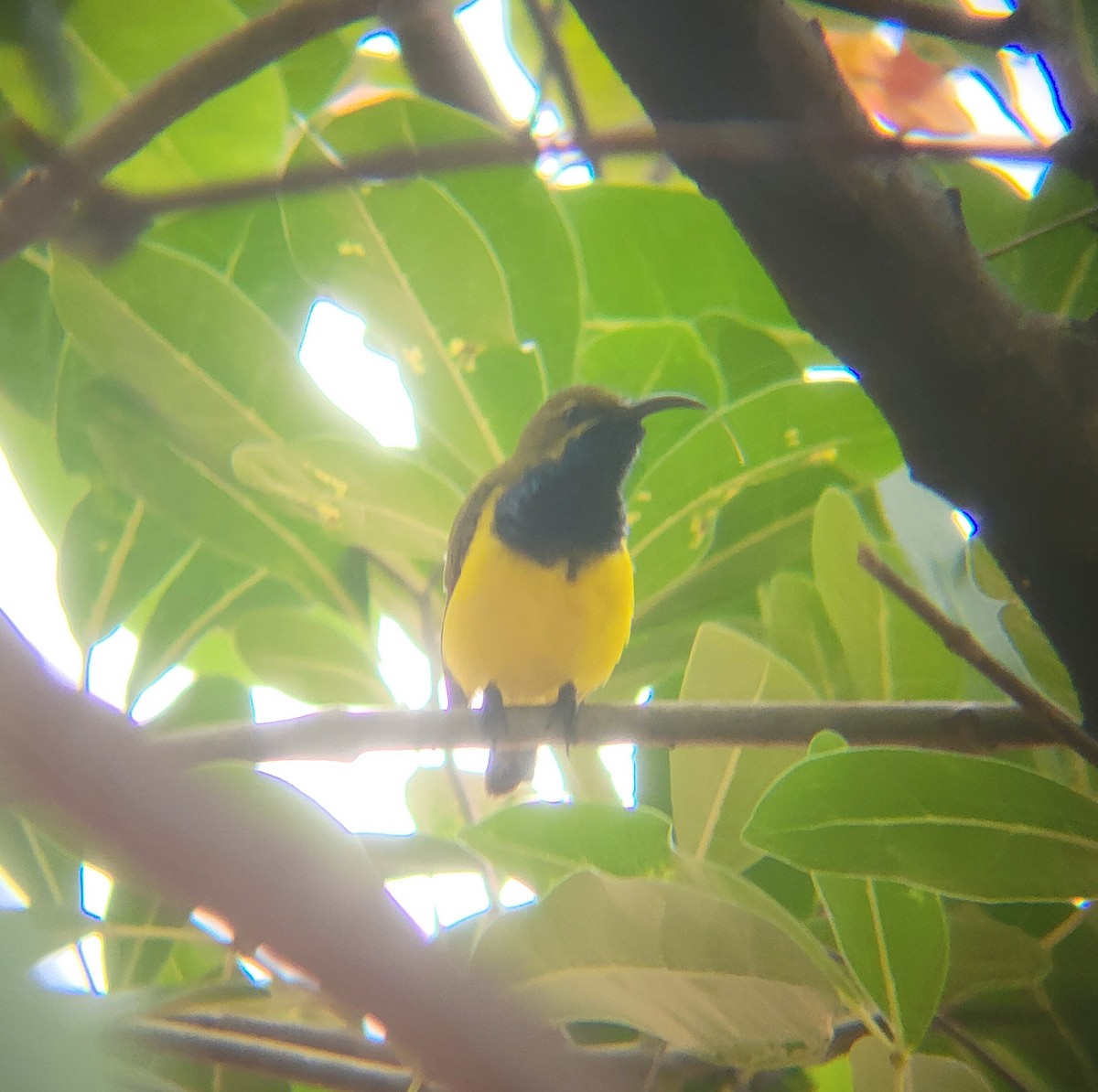 Sahul Sunbird - ML632251043