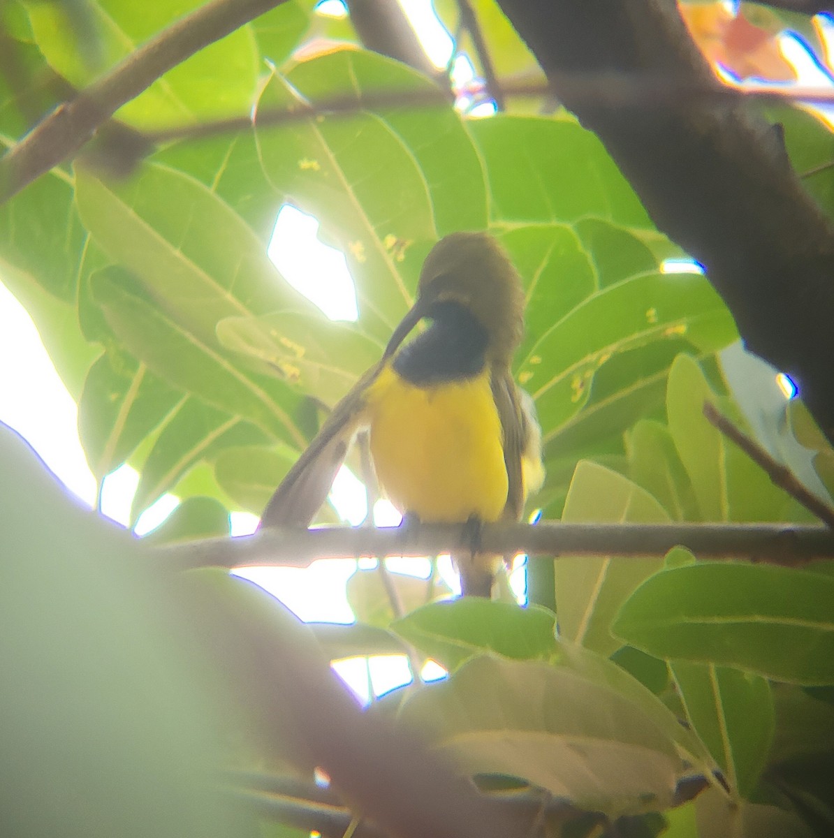 Sahul Sunbird - ML632251047
