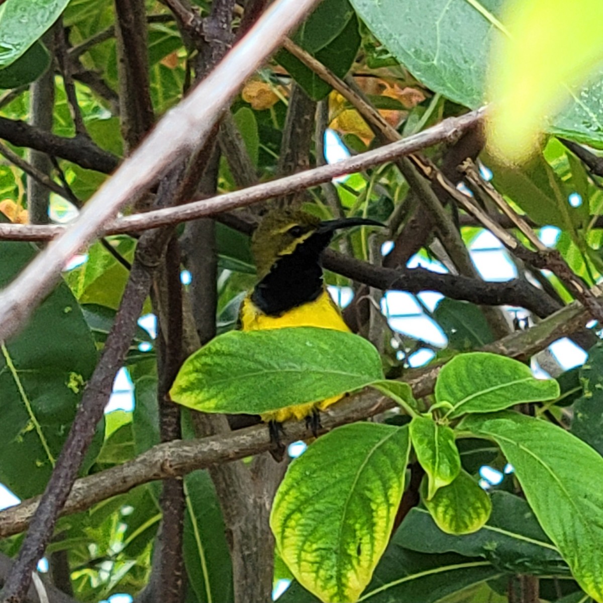 Sahul Sunbird - ML632251051
