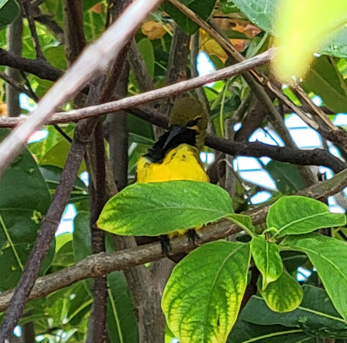 Sahul Sunbird - ML632251055