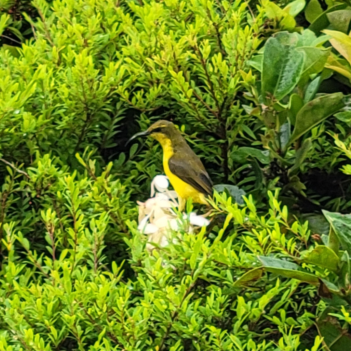 Sahul Sunbird - ML632251057