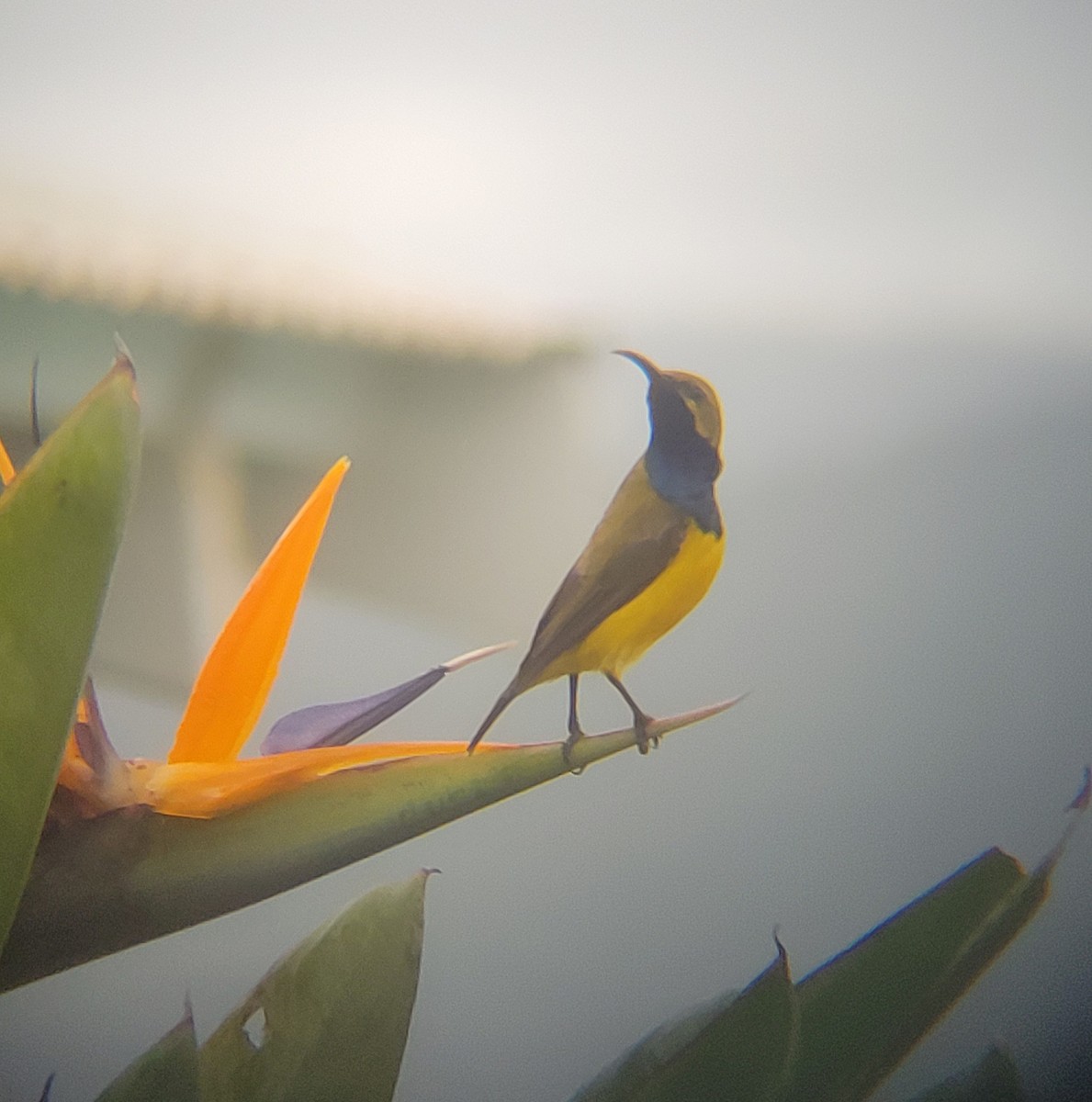 Sahul Sunbird - ML632251067