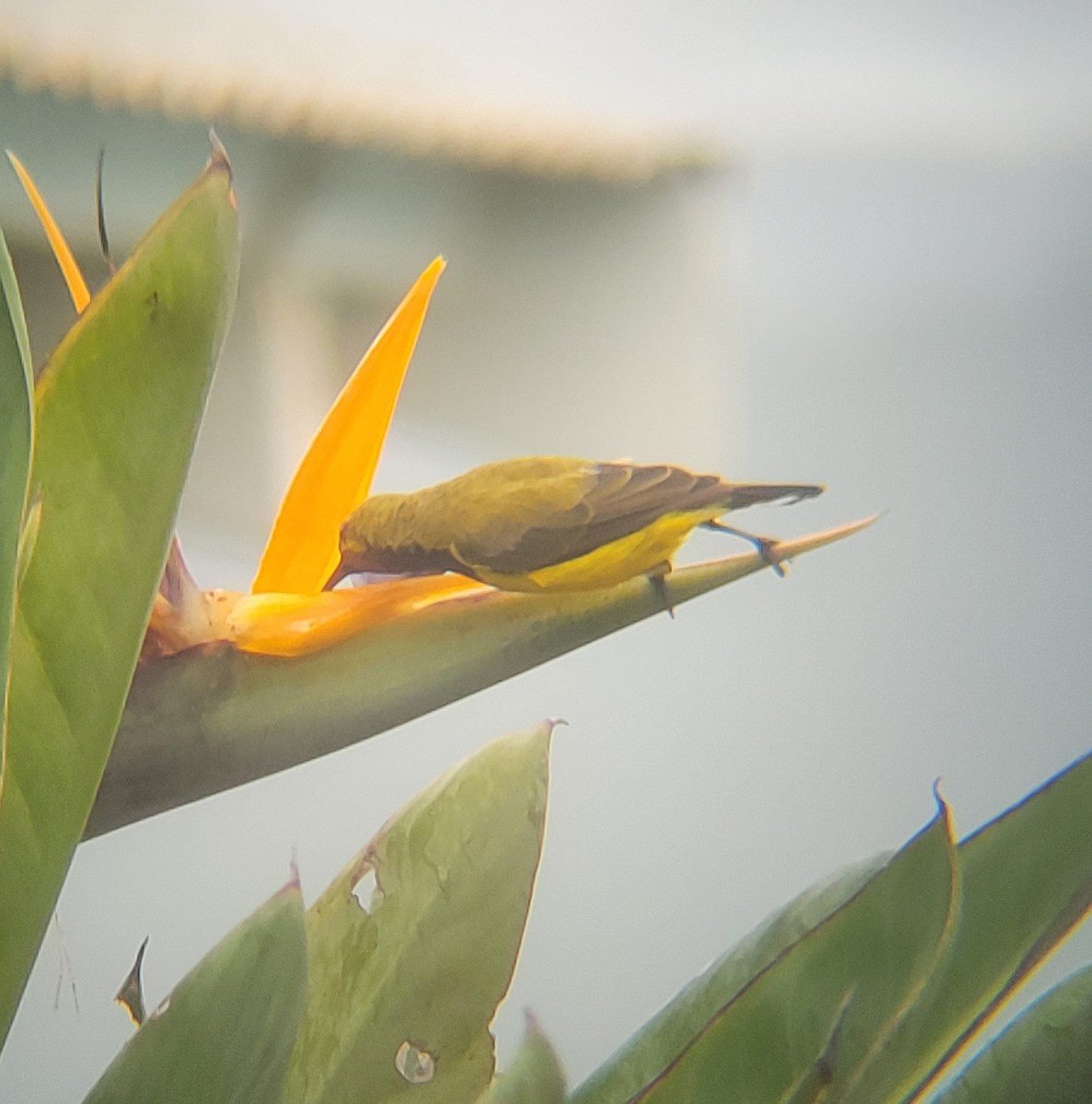 Sahul Sunbird - ML632251068
