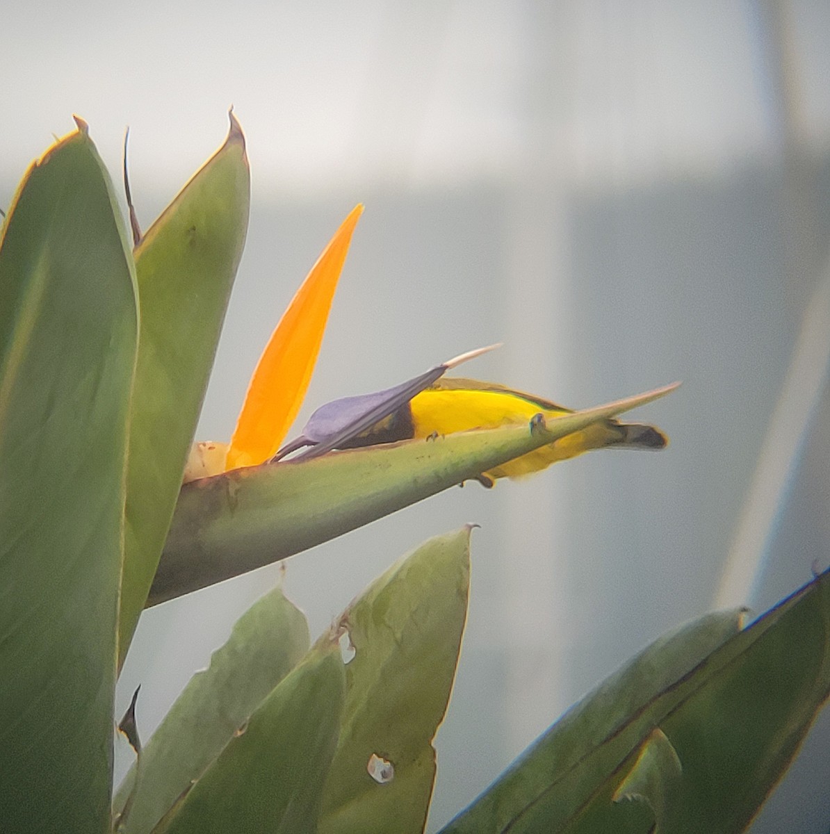 Sahul Sunbird - ML632251070