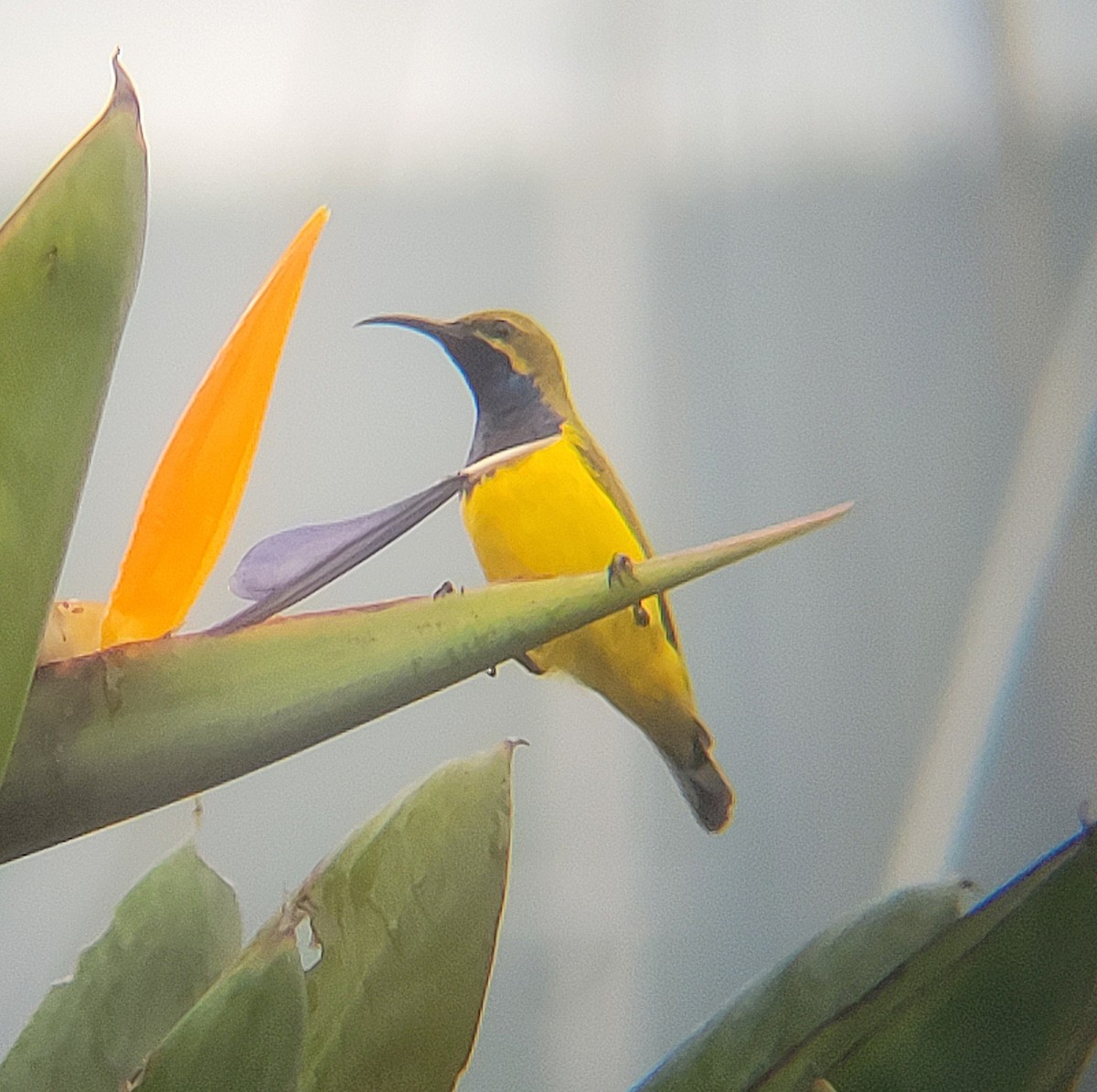 Sahul Sunbird - ML632251077