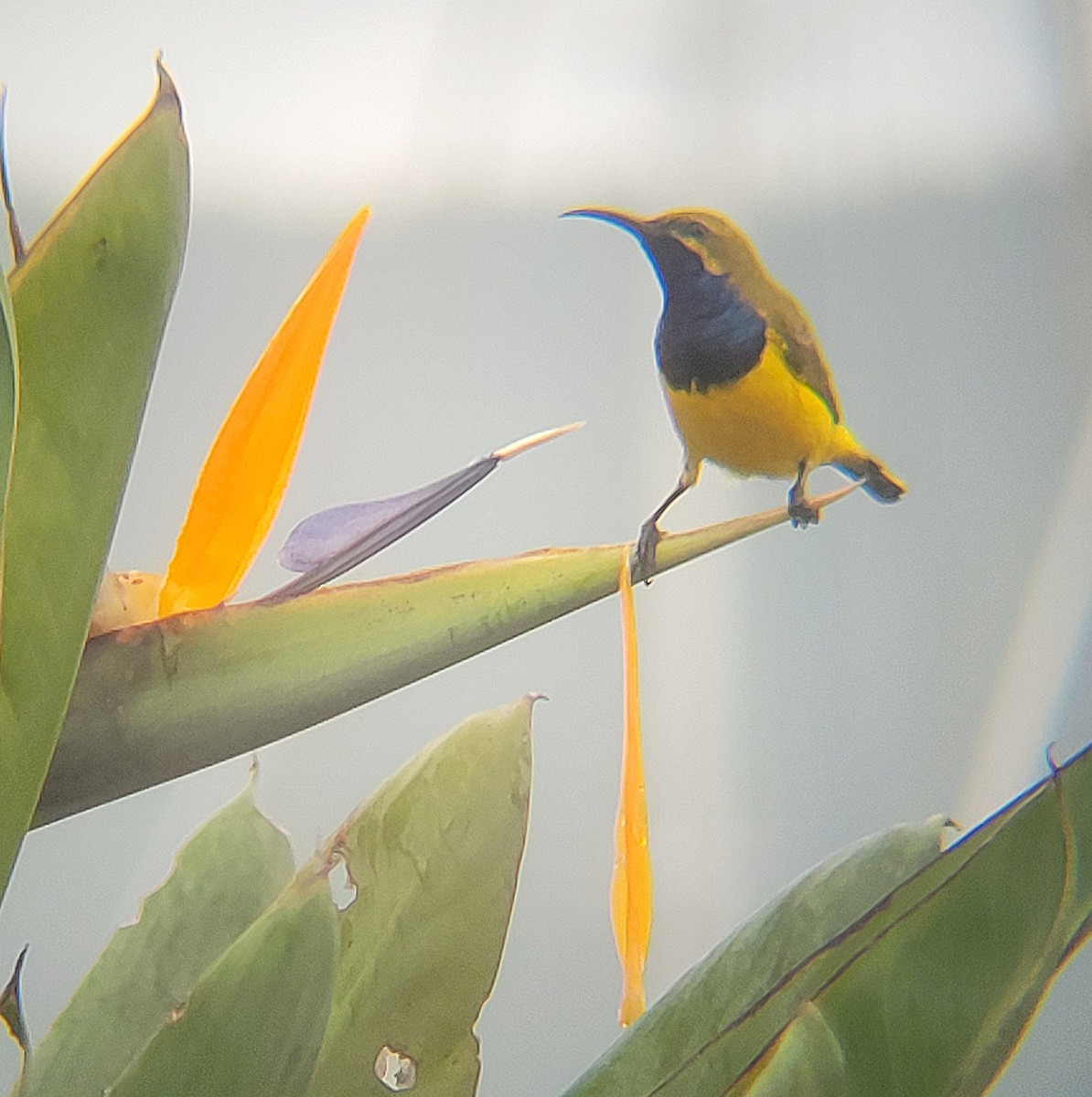 Sahul Sunbird - ML632251080