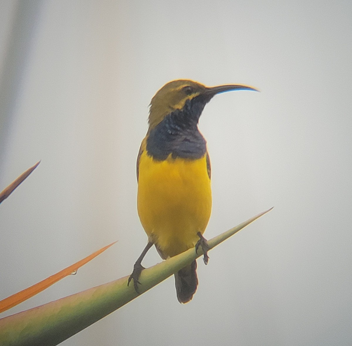Sahul Sunbird - ML632251084