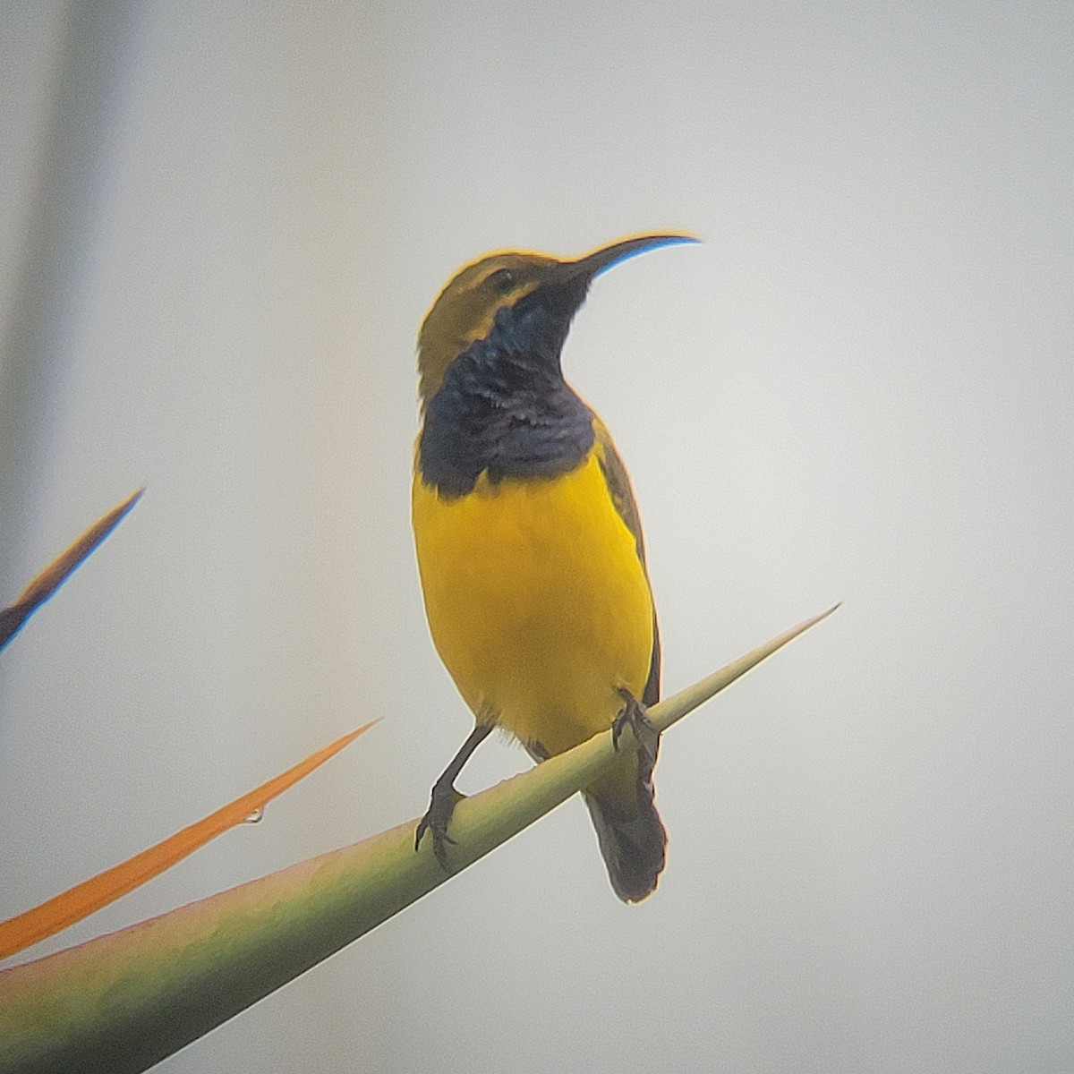 Sahul Sunbird - ML632251090