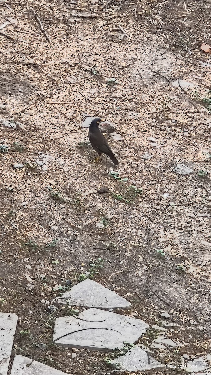 majna obecná - ML632251112