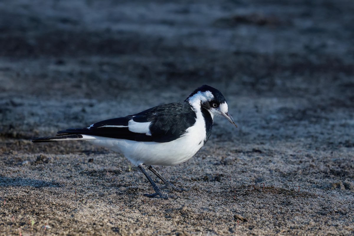 Magpie-lark - ML632251113