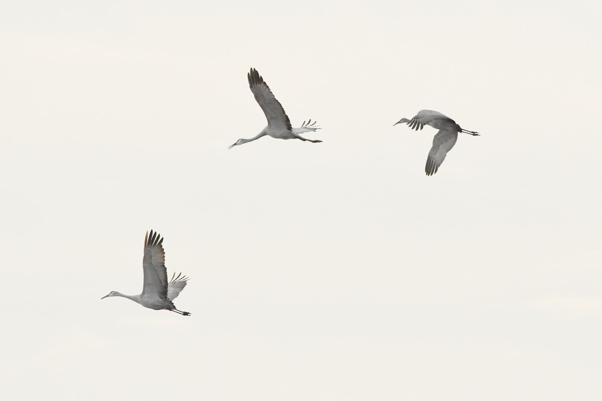 Sandhill Crane - ML632251129