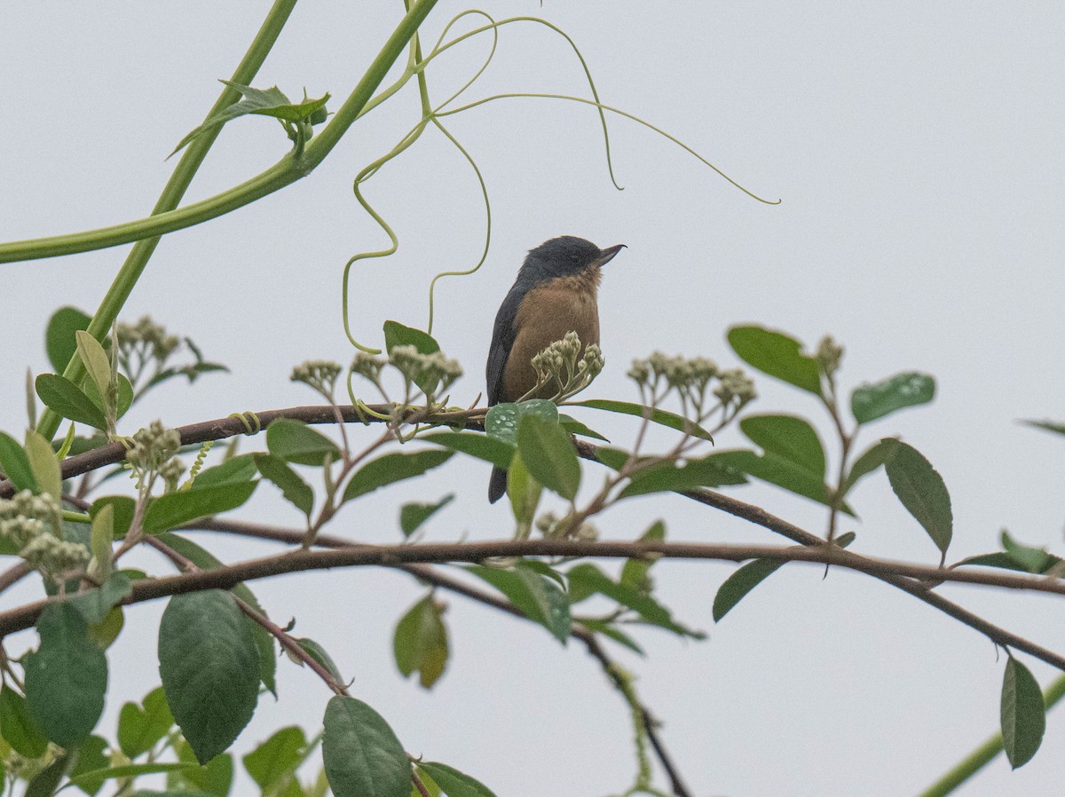 Pinchaflor Ferrugíneo - ML632251145